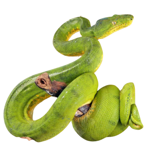 Anaconda Phase Emerald Tree Boa #2
