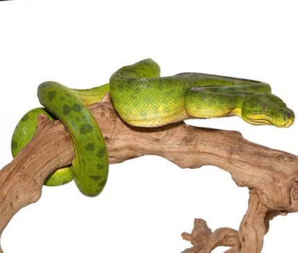 Anaconda Phase Emerald Tree Boa