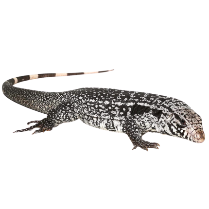 Anery Snowmaker Tegu