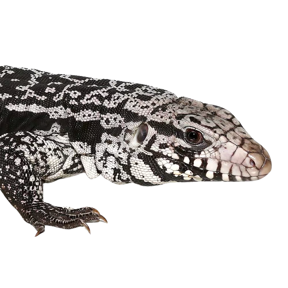 anery-snowmaker-tegu (2) anery snowmaker tegu 2