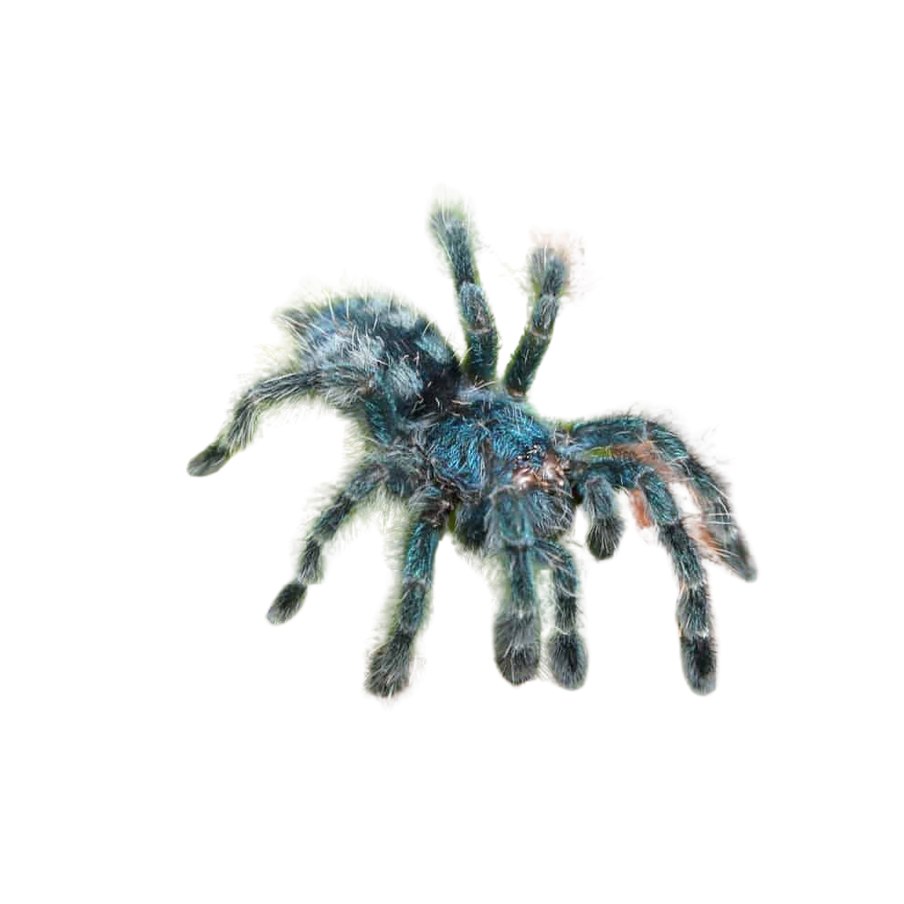 antilles-pinktoe-tarantula-1-–-2 (1) antilles pinktoe tarantula 1 – 2 1