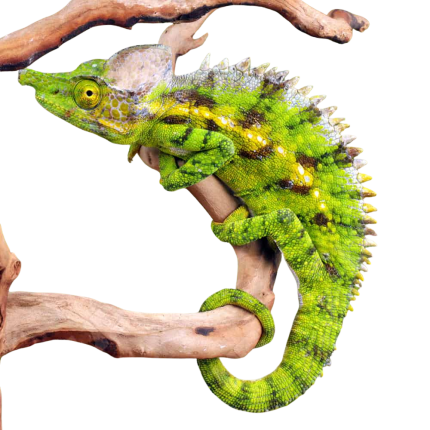 Antimena Chameleon