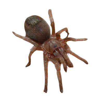 Aphonopelma sp. “Oaxaca” (.75″)