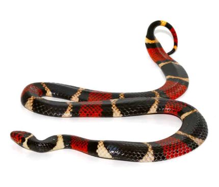 Aquatic Coral Snake