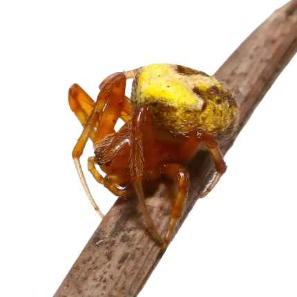 Arabesque Orb Weaver