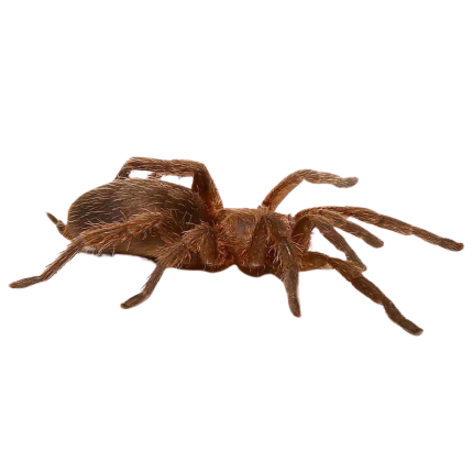 Argentine Copper Dwarf Tarantula (.5 – 1”)
