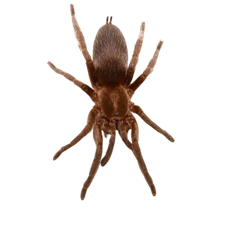 argentine-copper-dwarf-tarantula-5-–-1 (2) argentine copper dwarf tarantula 5 – 1 2