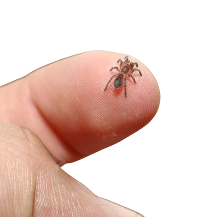 Argentine Dwarf Fire Rump Tarantula Sling