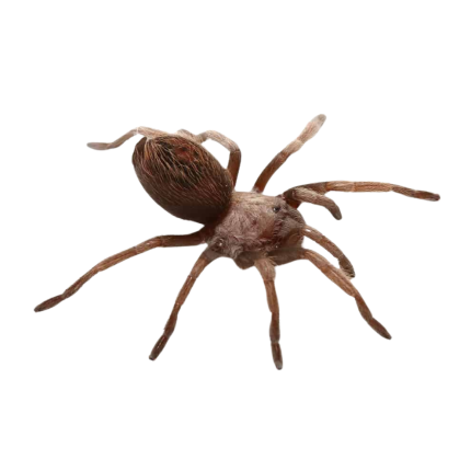 Arizona Blonde Tarantula 1-2″
