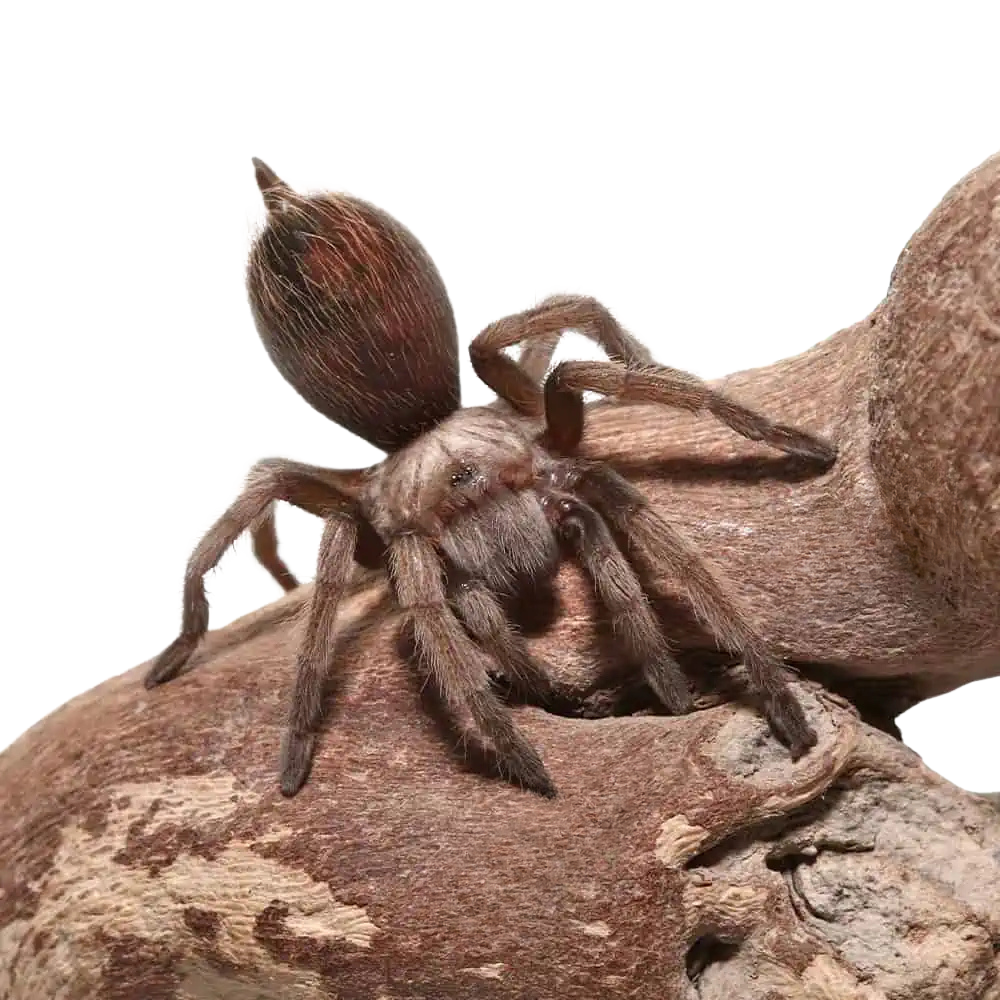 arizona-blonde-tarantula-1-2″ (2) arizona blonde tarantula 1 2″ 2