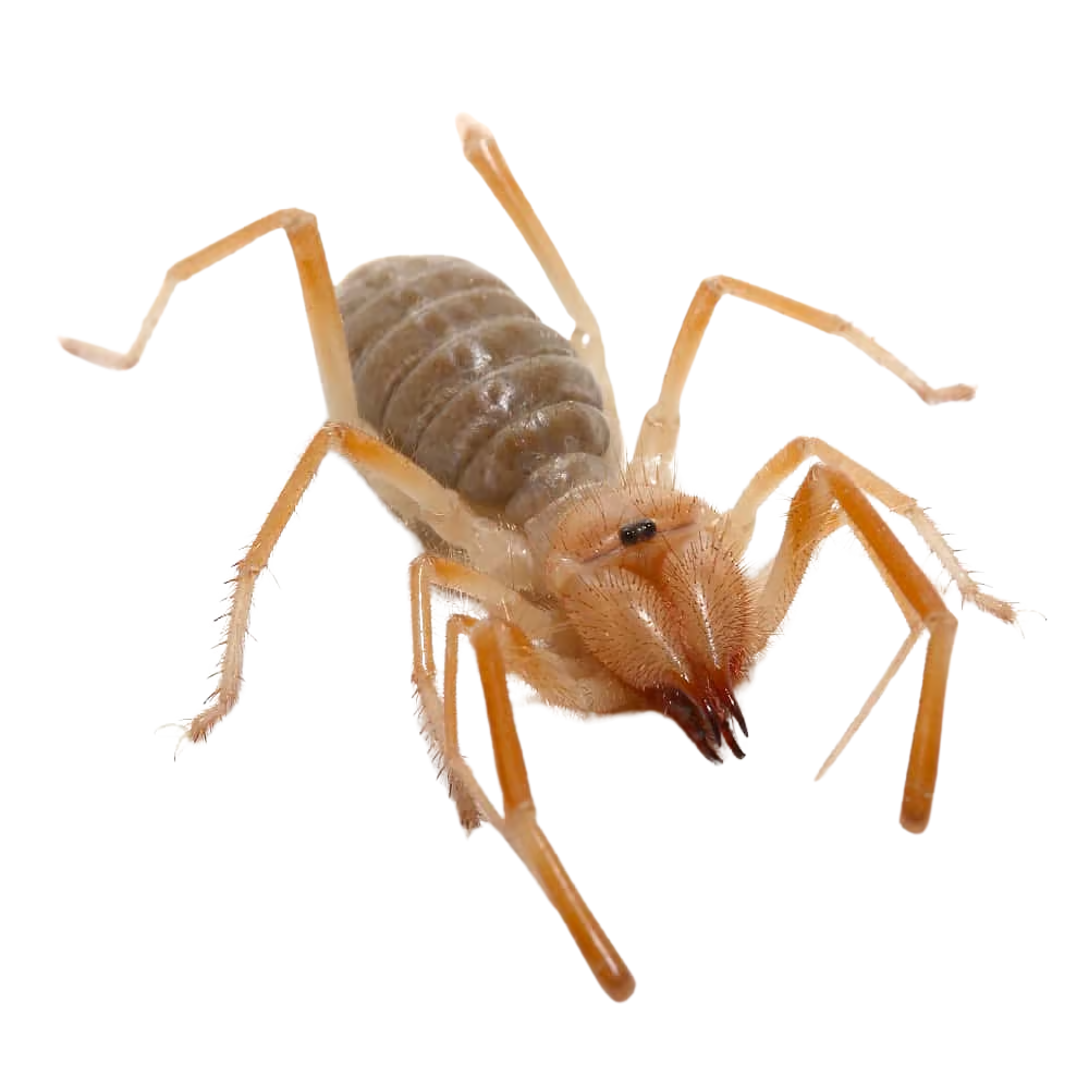 arizona-camel-spider (2) arizona camel spider 2