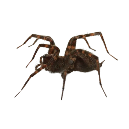 Arizona Funnel Weaver (.75 – 1″)