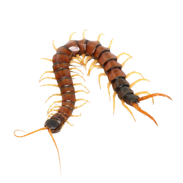 arizona-giant-banded-centipede (1) arizona giant banded centipede 1