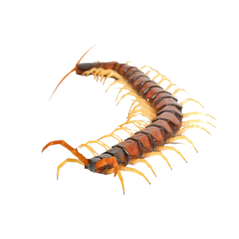 arizona-giant-banded-centipede (2) arizona giant banded centipede 2