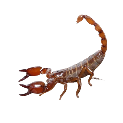 Arizona Smooth Claw Scorpion