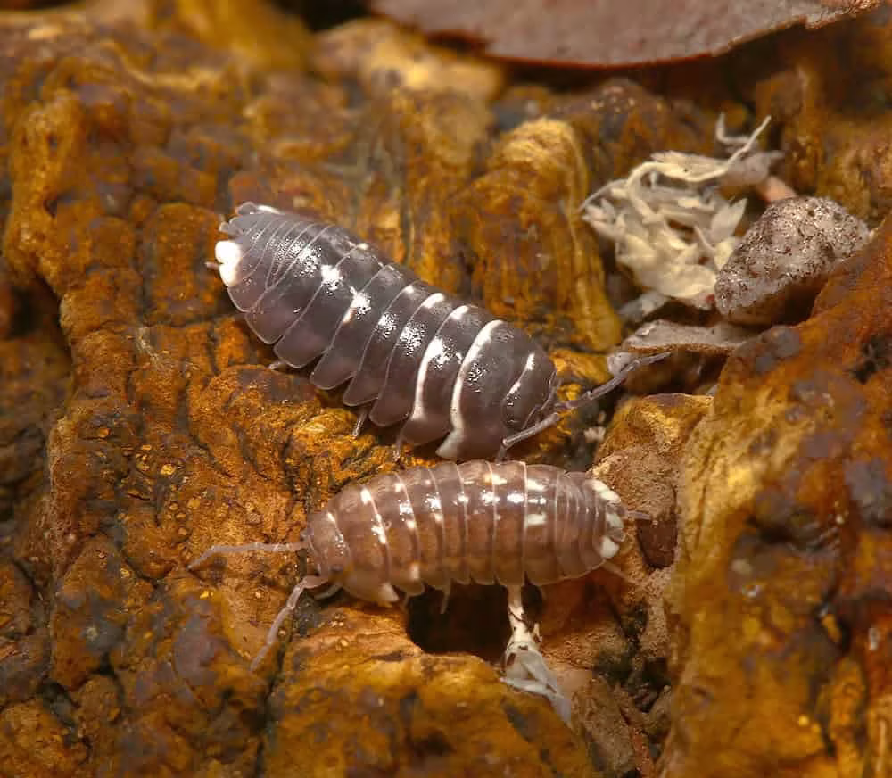 armadillidium-corcyraeum armadillidium corcyraeum e1749717149588