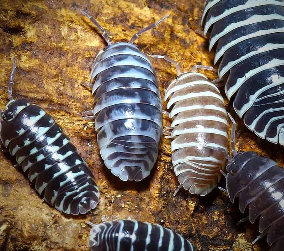 armadillidium-maculatum-color-mix-isopods armadillidium maculatum color mix isopods e1749727438574