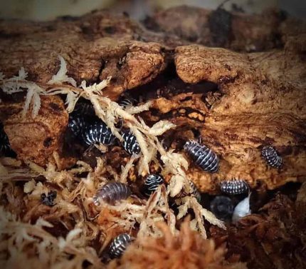 Armadillidium Maculatum Zebra Isopods
