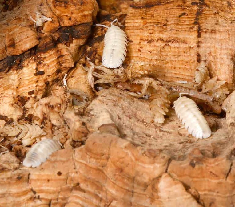 armadillidium-nasatum-white-out-isopods armadillidium nasatum white out isopods e1749714389549