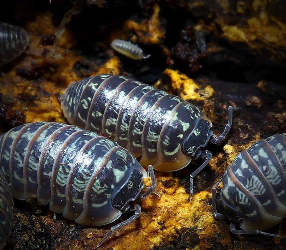 armadillidium-versicolor-polska-isopods armadillidium versicolor polska isopods e1749726838571