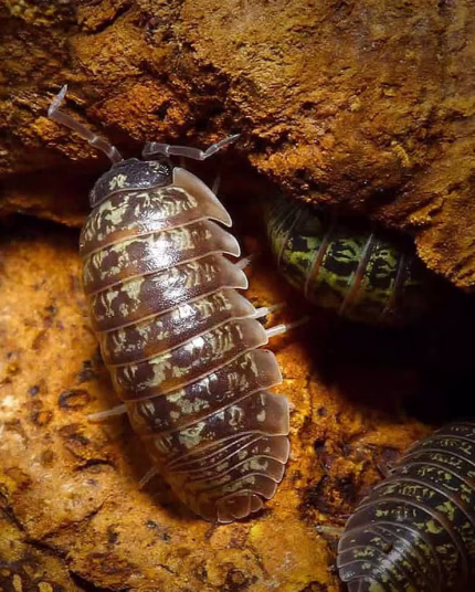 Armadillidium Versicolor “Ukraine” Isopods