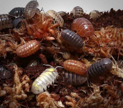 Armadillidium Vulgare Gem Mix Isopods