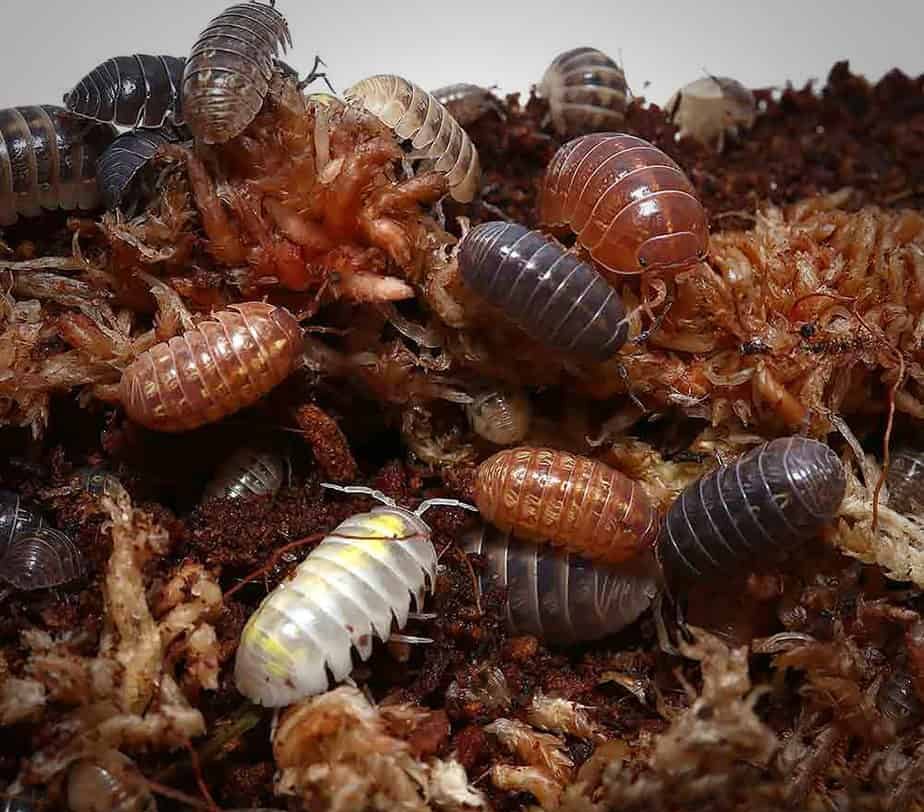 armadillidium-vulgare-gem-mix-isopods armadillidium vulgare gem mix isopods e1749540817680