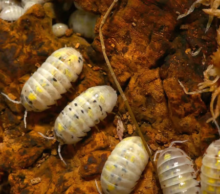 Armadillidium Vulgare Magic Potion Isopods