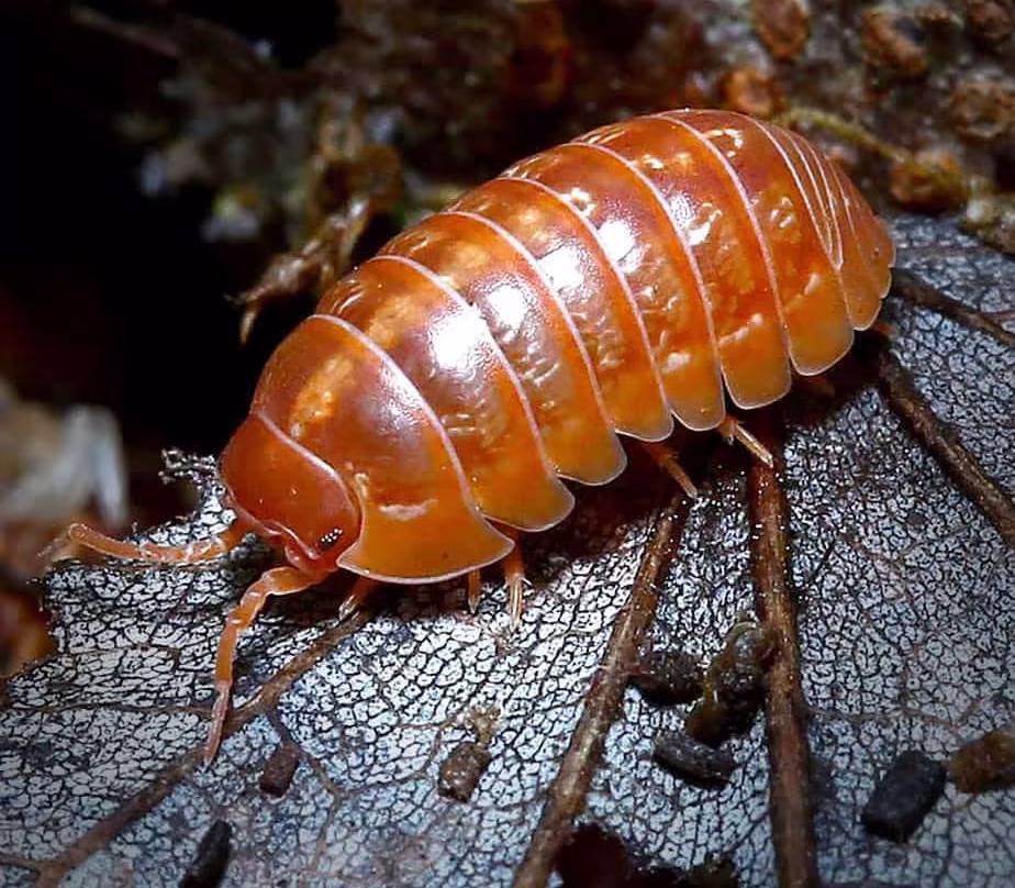 armadillidium-vulgare-orange-vigor-isopods armadillidium vulgare orange vigor isopods e1749726987684