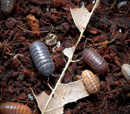 Armadillidium Vulgare Punta Cana Isopods