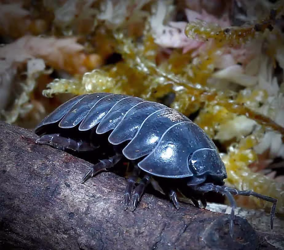 armadillidium-vulgare-wildtype-isopods armadillidium vulgare wildtype isopods e1749709517381