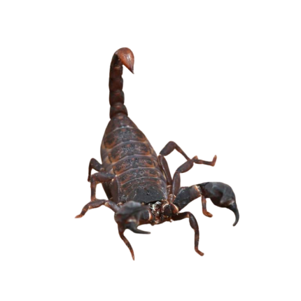Asian Bush Scorpion