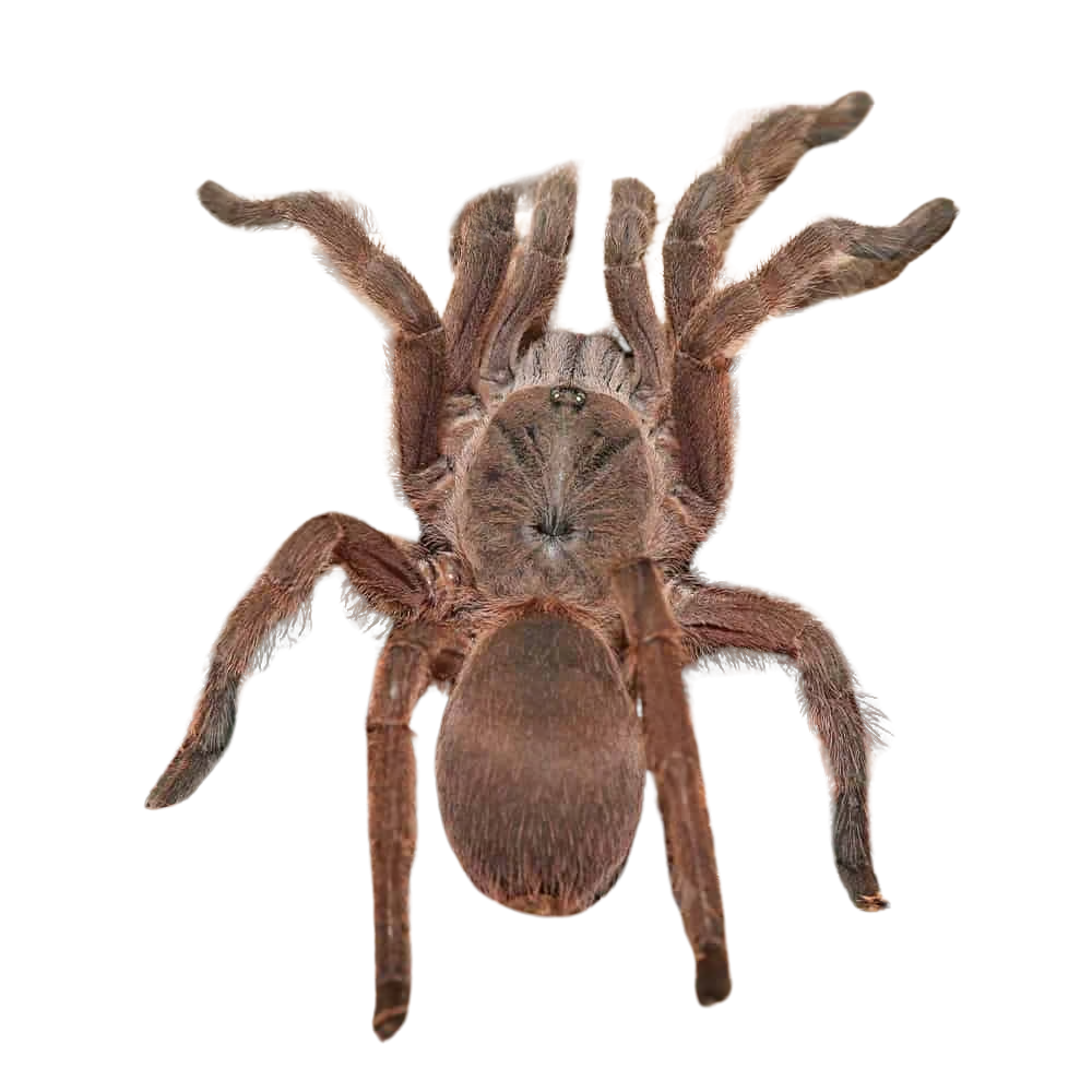 asian-fawn-tarantula-3-–-5 (2) asian fawn tarantula 3 – 5 2