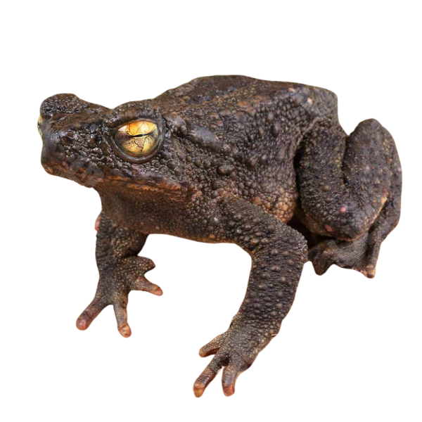 Asian Giant River Toad