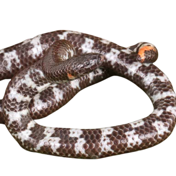 Asian Pipe Snake