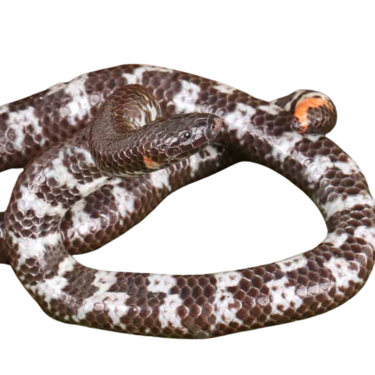 asian-pipe-snake (1) asian pipe snake 1