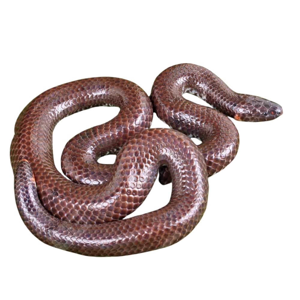 asian-pipe-snake (2) asian pipe snake 2