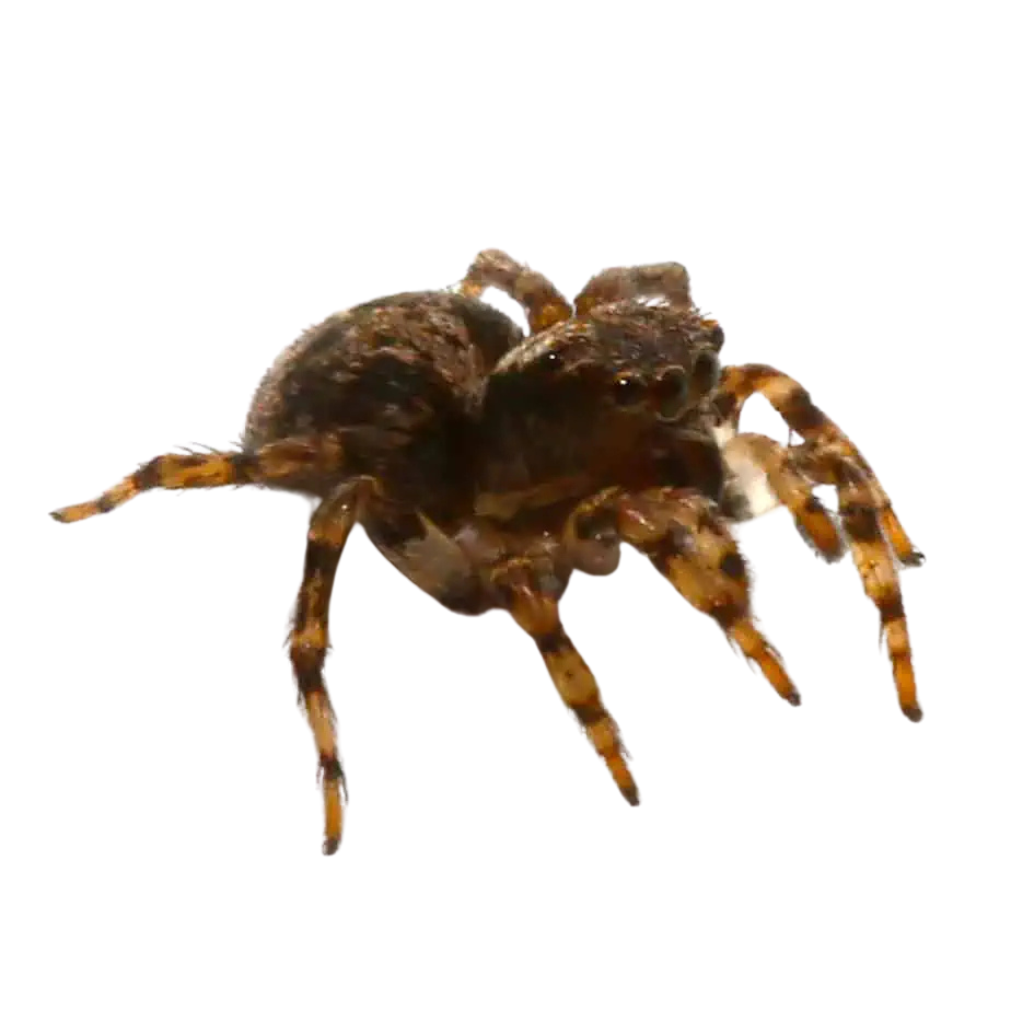 asian-wall-jumping-spider (2) asian wall jumping spider 2