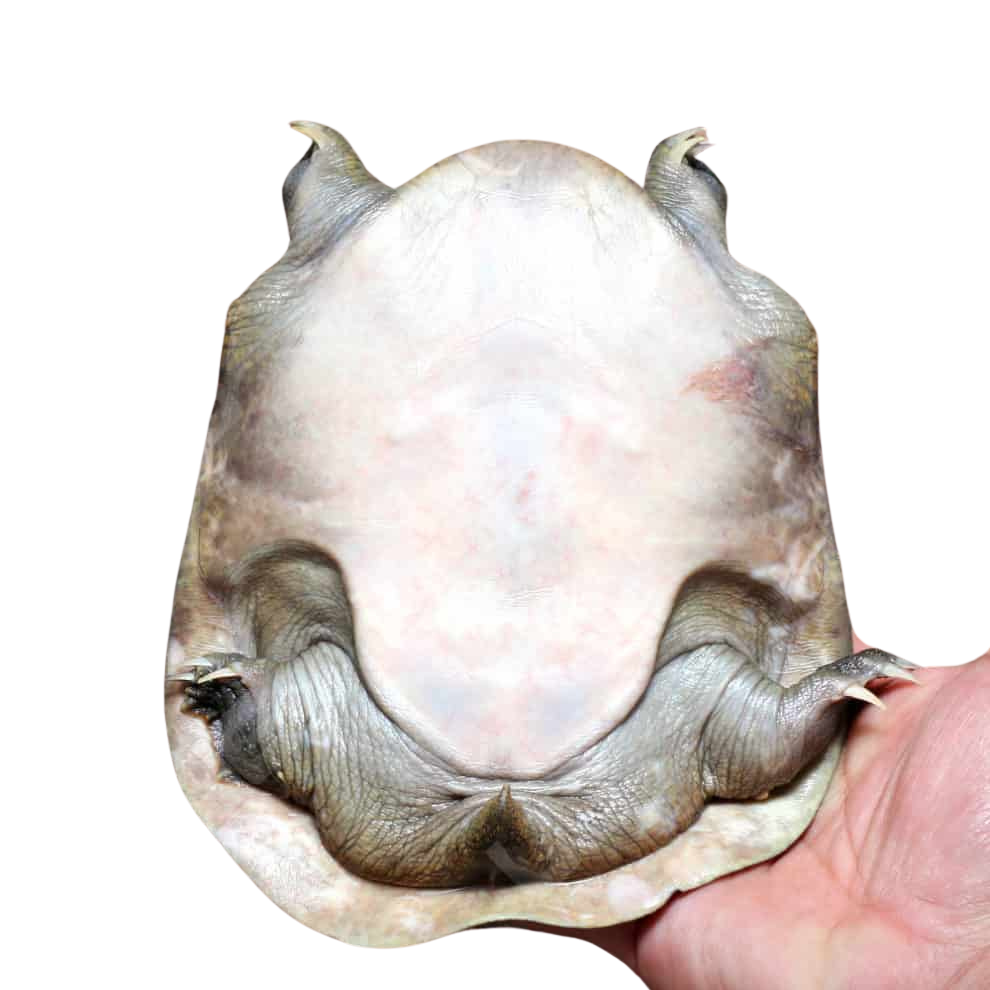 asiatic-softshell-turtle (1) asiatic softshell turtle 1