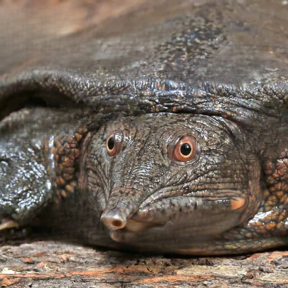 asiatic-softshell-turtle (2) asiatic softshell turtle 2