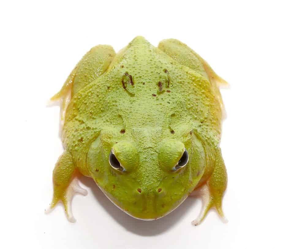 avocado-patternless-green-pacman-frog avocado patternless green pacman frog e1745775013772