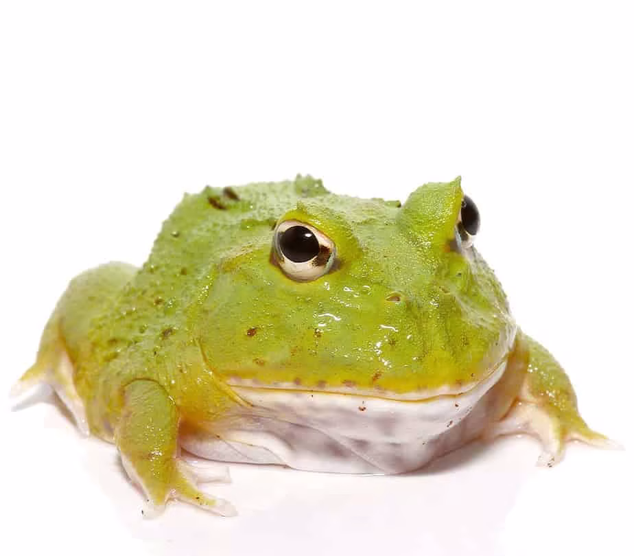 avocado-patternless-green-pacman-frog avocado patternless green pacman frog e1745775038469