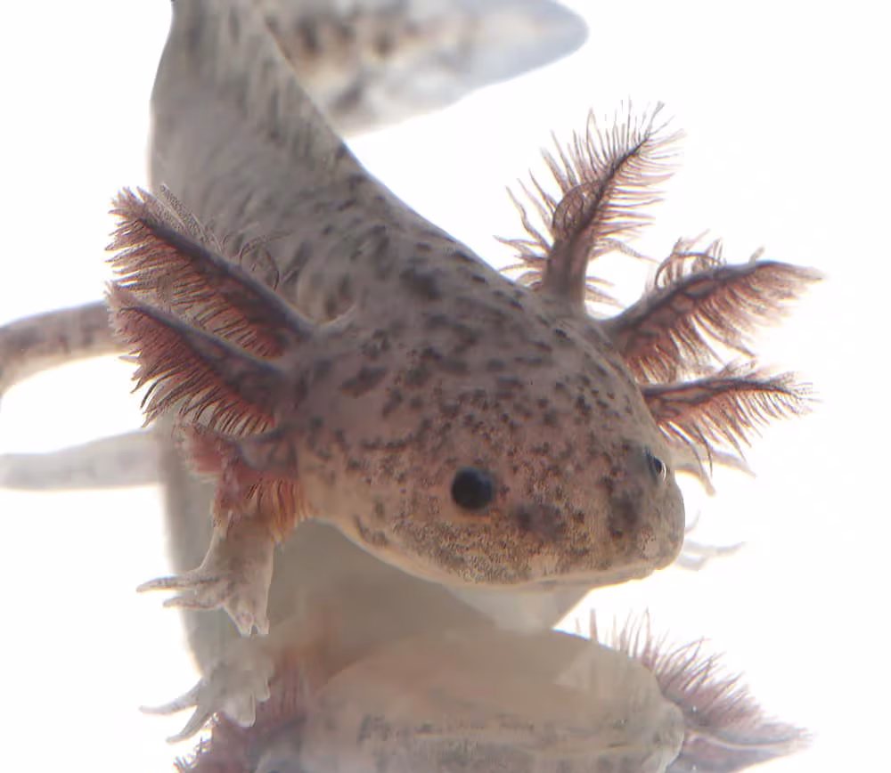 axanthic-axolotl axanthic axolotl 1 e1752342113458