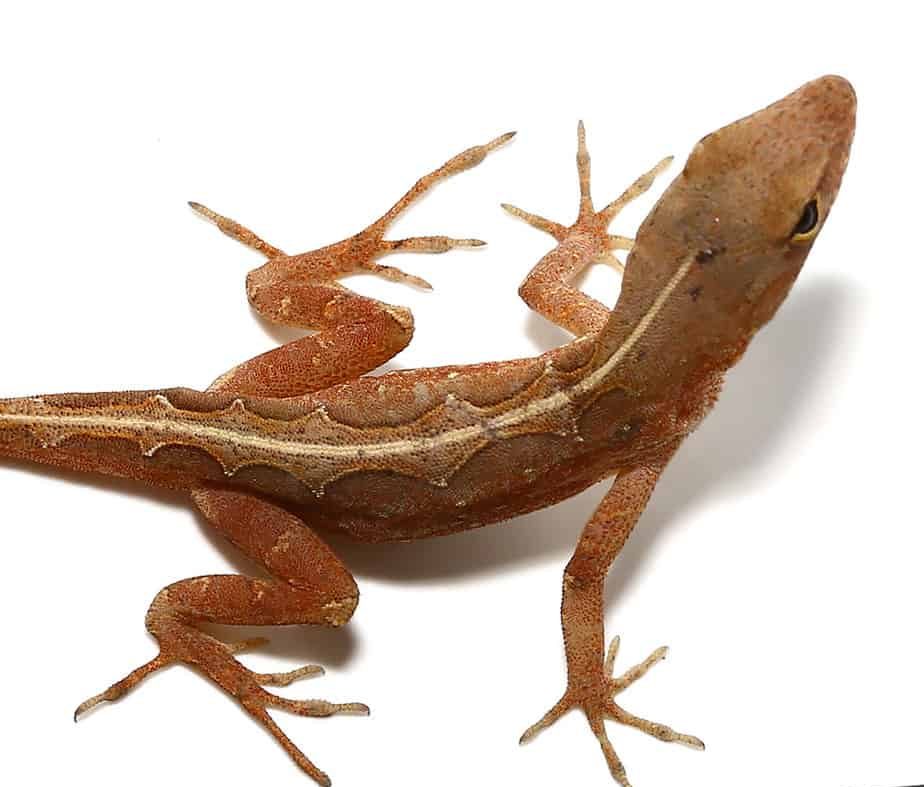 aztec-chili-pepper-anole aztec chili pepper anole e1746101965817