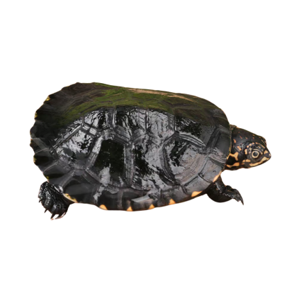 Baby African Keeled Mud Turtle