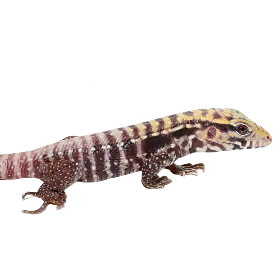 baby-albino-black-ice-tegu (1) baby albino black ice tegu 1
