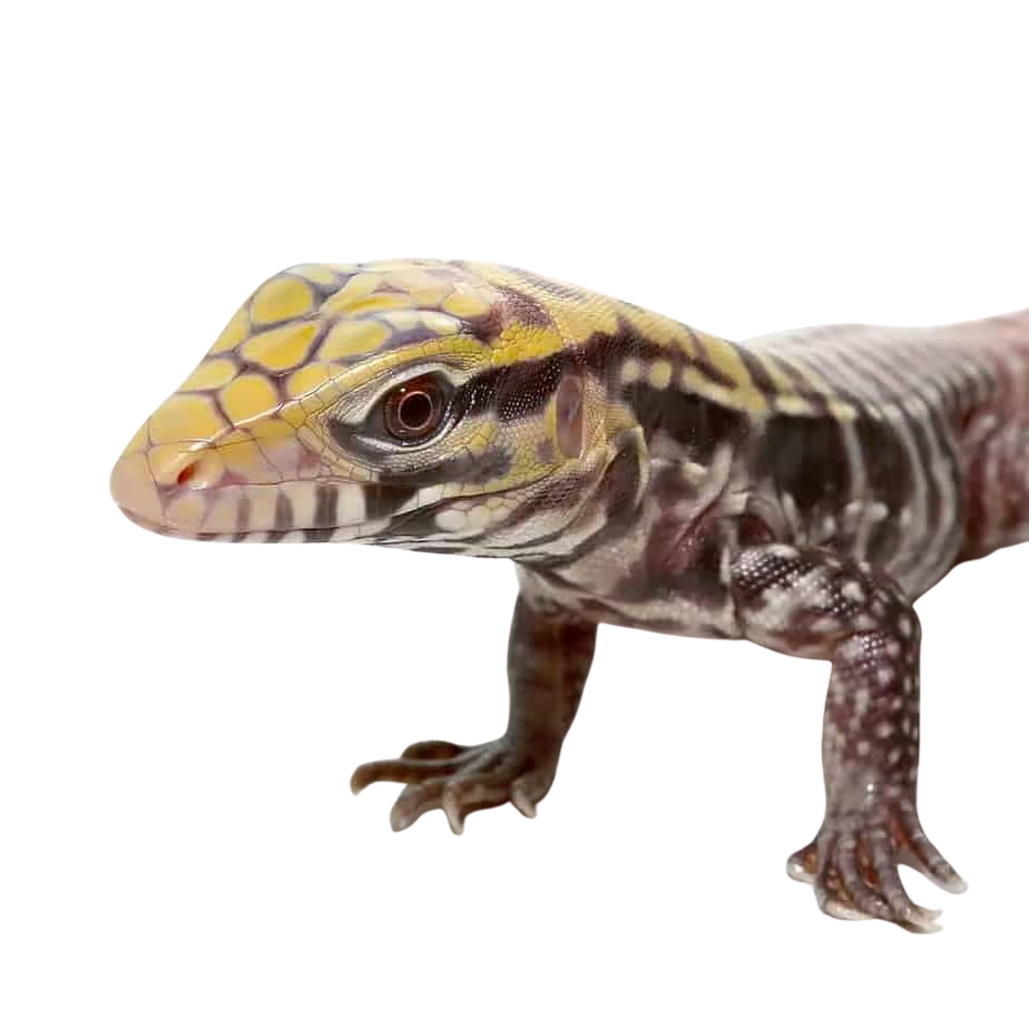 baby-albino-black-ice-tegu (2) baby albino black ice tegu 2