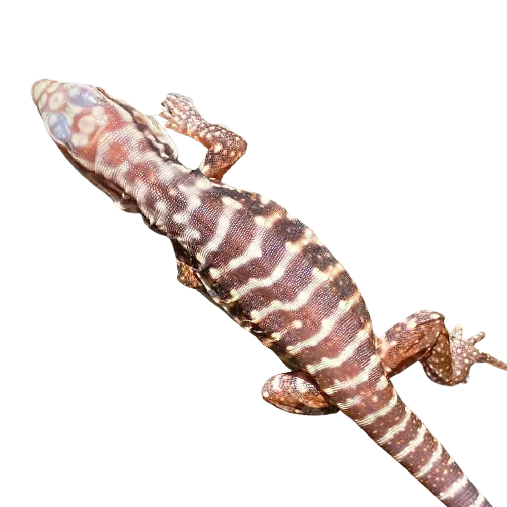 baby-albino-black-ice-tegu-4 (1) baby albino black ice tegu 4 1