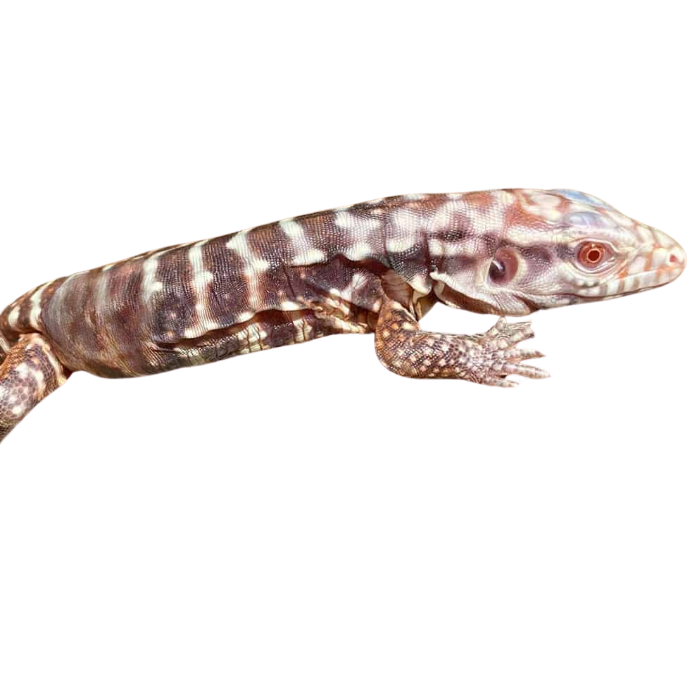 baby-albino-black-ice-tegu-4 (2) baby albino black ice tegu 4 2