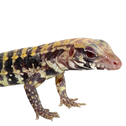 Baby Albino Blue Tegu